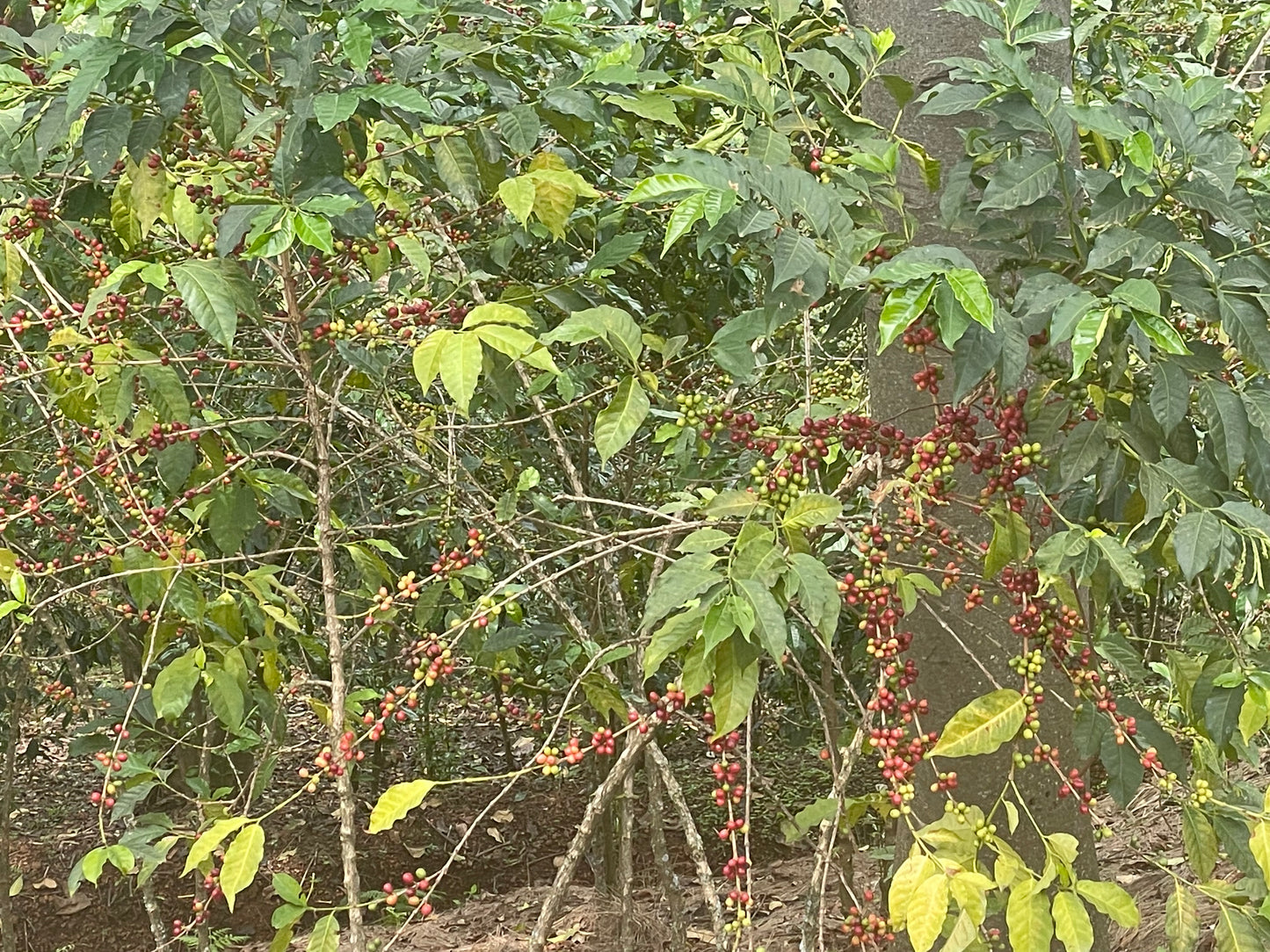 RWANDA - BALIZA HILL