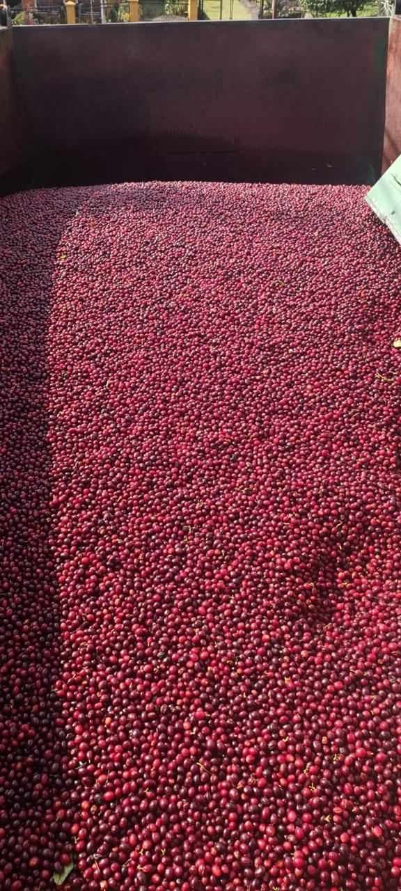 COSTA RICA - AQUIARES ESTATE