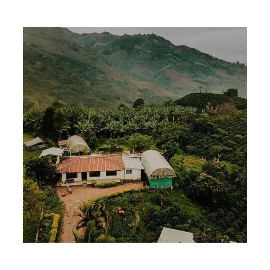 EL BUHO (DECAF)