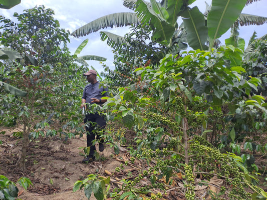 RWANDA - BALIZA HILL