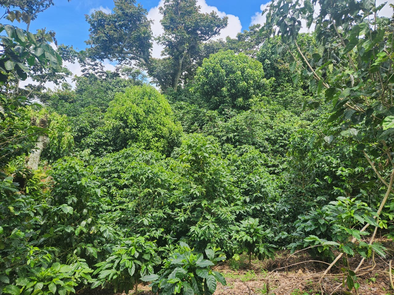 EL SALVADOR - EL TANQUE