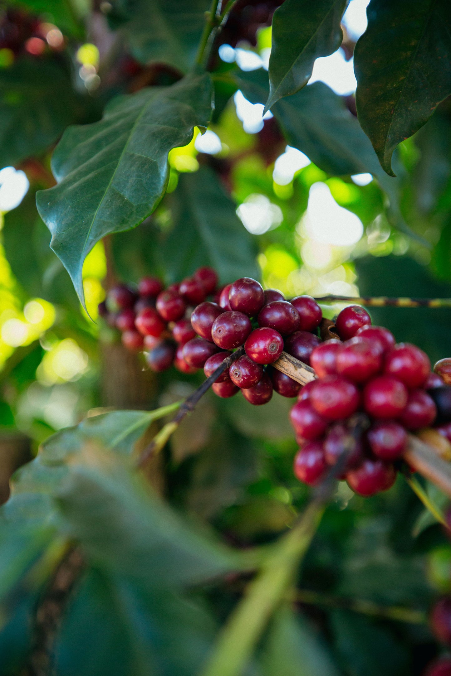 BRAZIL - FAZENDA VILA BOA