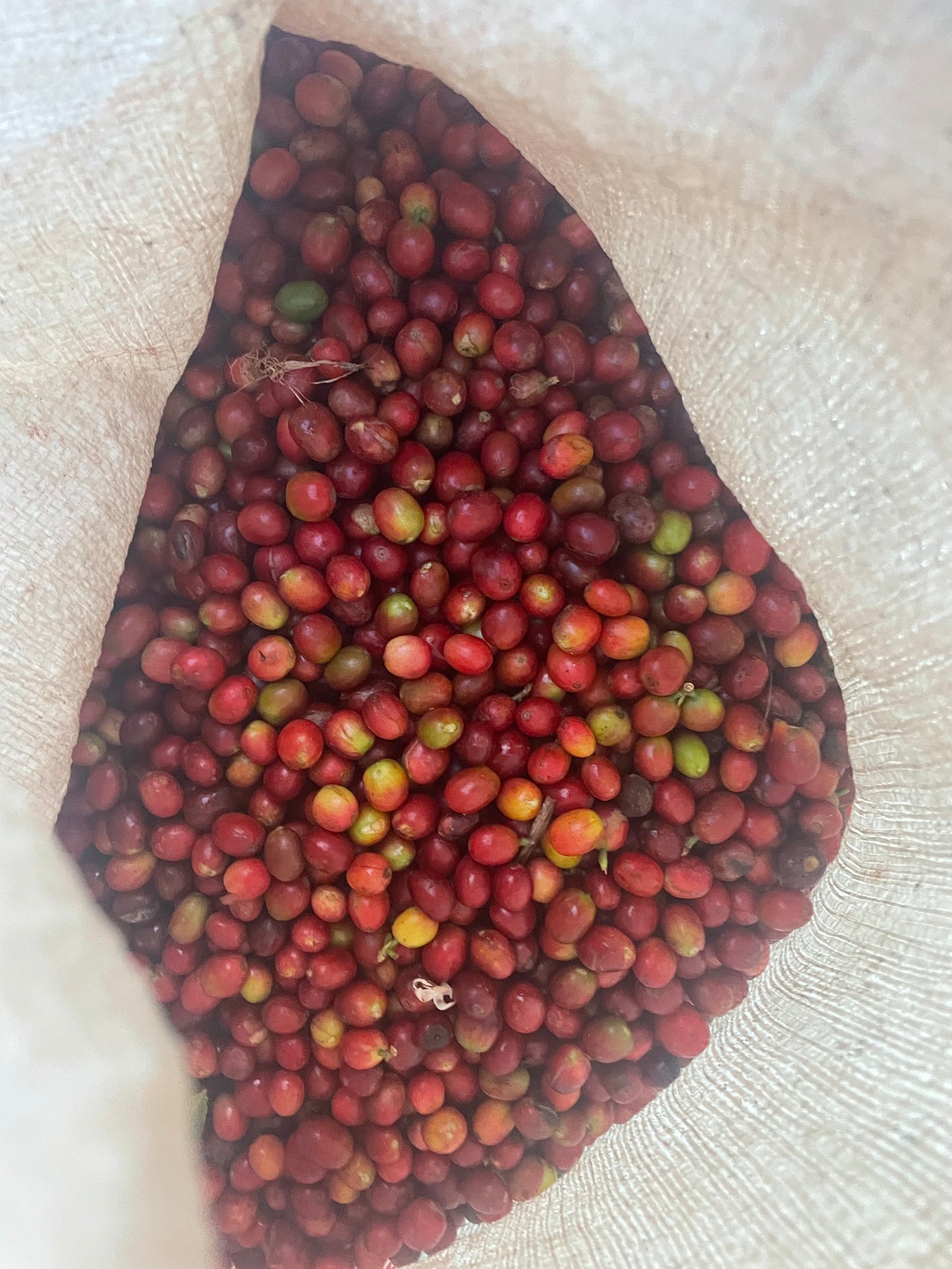 RWANDA - BALIZA HILL