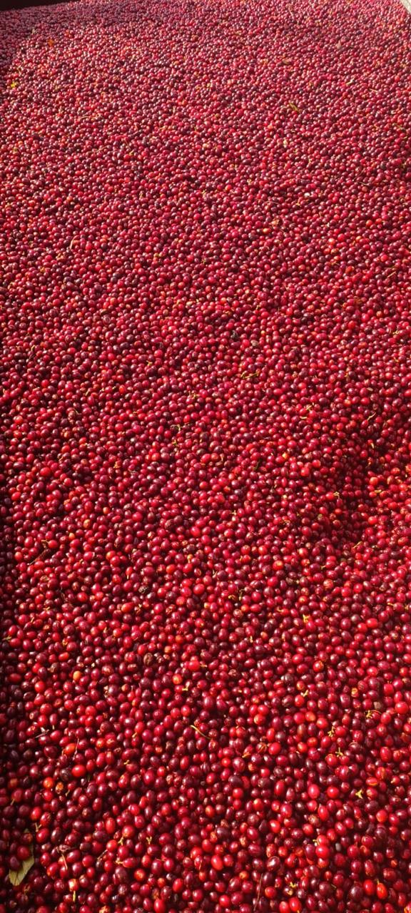 COSTA RICA - AQUIARES ESTATE