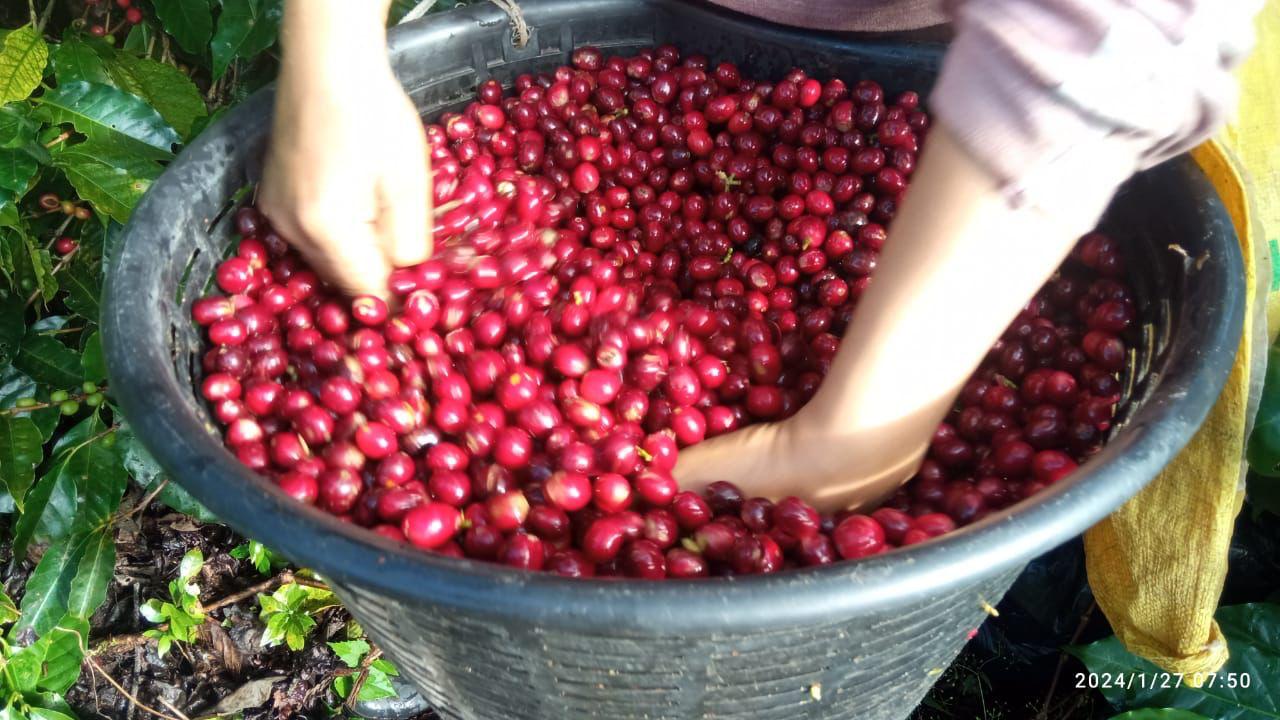 COSTA RICA - AQUIARES ESTATE