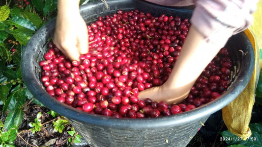 COSTA RICA - AQUIARES ESTATE